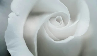 Till minne av Anna Karlsson (1958-2025)