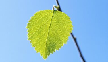 Björklöv och jordnötter förvandlas till avancerad laserteknik