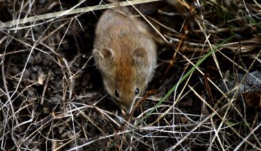 Varningen: Risk för sorkfeber bland människor - Västerbottens-Kuriren