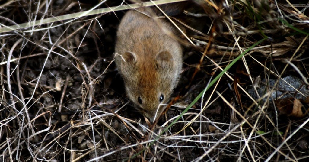 Varningen: Risk för sorkfeber bland människor - Västerbottens-Kuriren