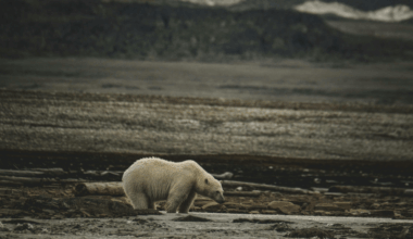 Elever protesterar mot undervisning om hållbarhet med humor