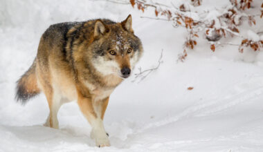 Gps-kravet under vargjakten slopas i Västra Götaland