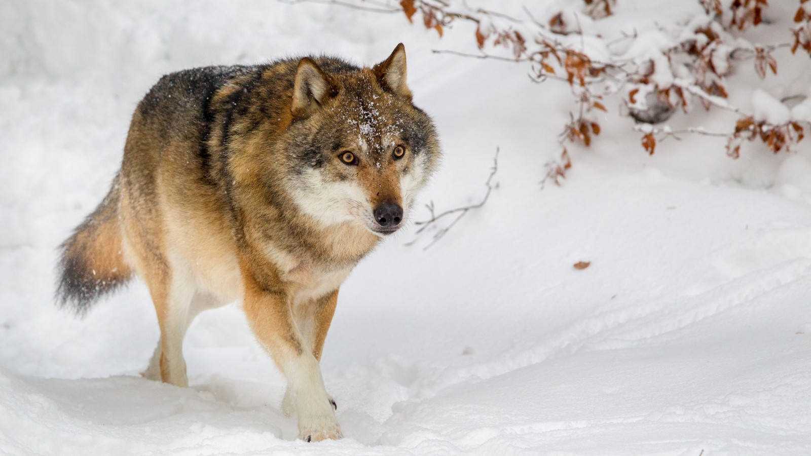 Gps-kravet under vargjakten slopas i Västra Götaland