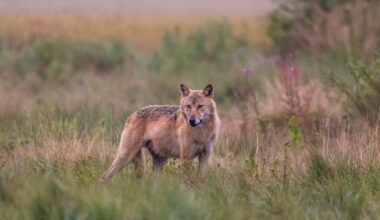 EU-kritik mot Sveriges hantering av vargen