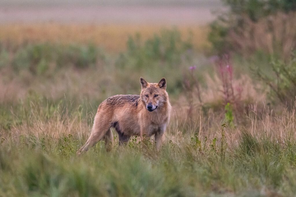 EU-kritik mot Sveriges hantering av vargen