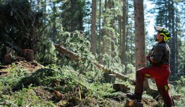 Rekordhög lönsamhet för skogsägare – men oron för EU:s politik består