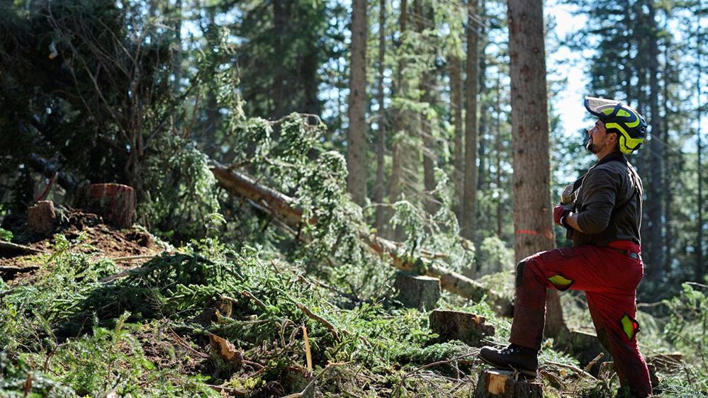 Rekordhög lönsamhet för skogsägare – men oron för EU:s politik består