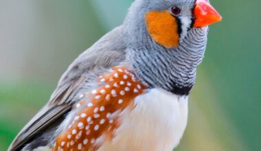 Forskare förklarar: Därför bryter fåglar ut i sång i gryningen