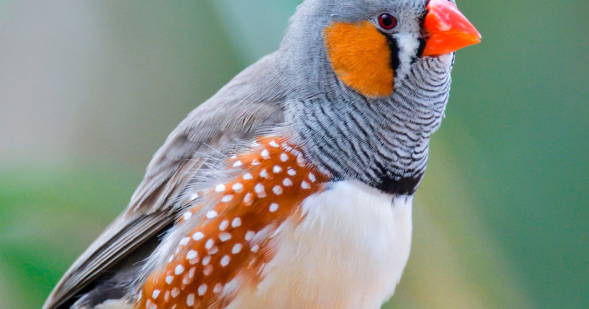 Forskare förklarar: Därför bryter fåglar ut i sång i gryningen