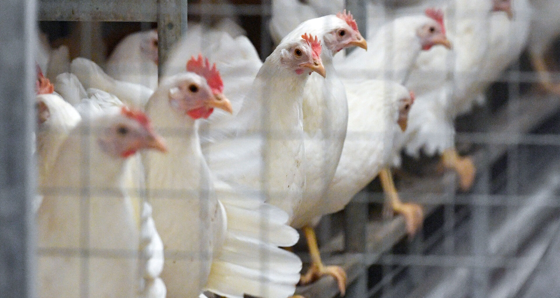 Forskare varnar för aggressiv fågelinfluensa