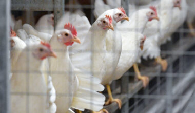 Forskare varnar för aggressiv fågelinfluensa