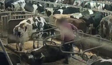 Man häktad misstänkt för grovt djurplågeri av kor på Öland