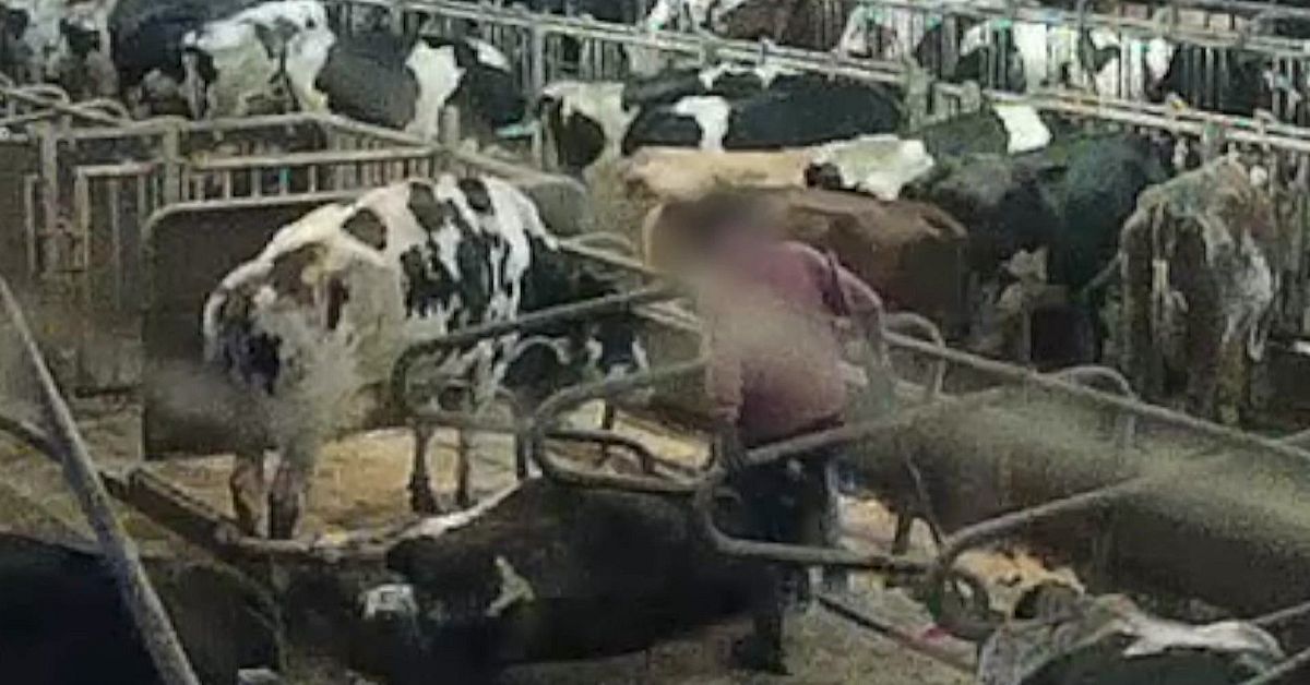 Man häktad misstänkt för grovt djurplågeri av kor på Öland