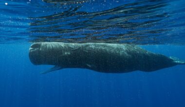 Valar bär på farliga virus – upptäcktes med drönare