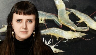 Tävling med tragiskt hård konkurrens