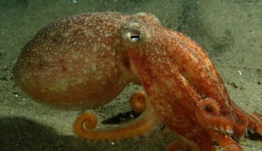 Bläckfiskens år – rekordmånga utanför brittiska öarna