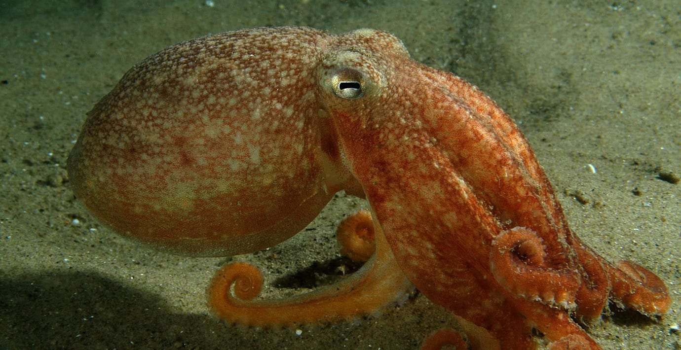 Bläckfiskens år – rekordmånga utanför brittiska öarna