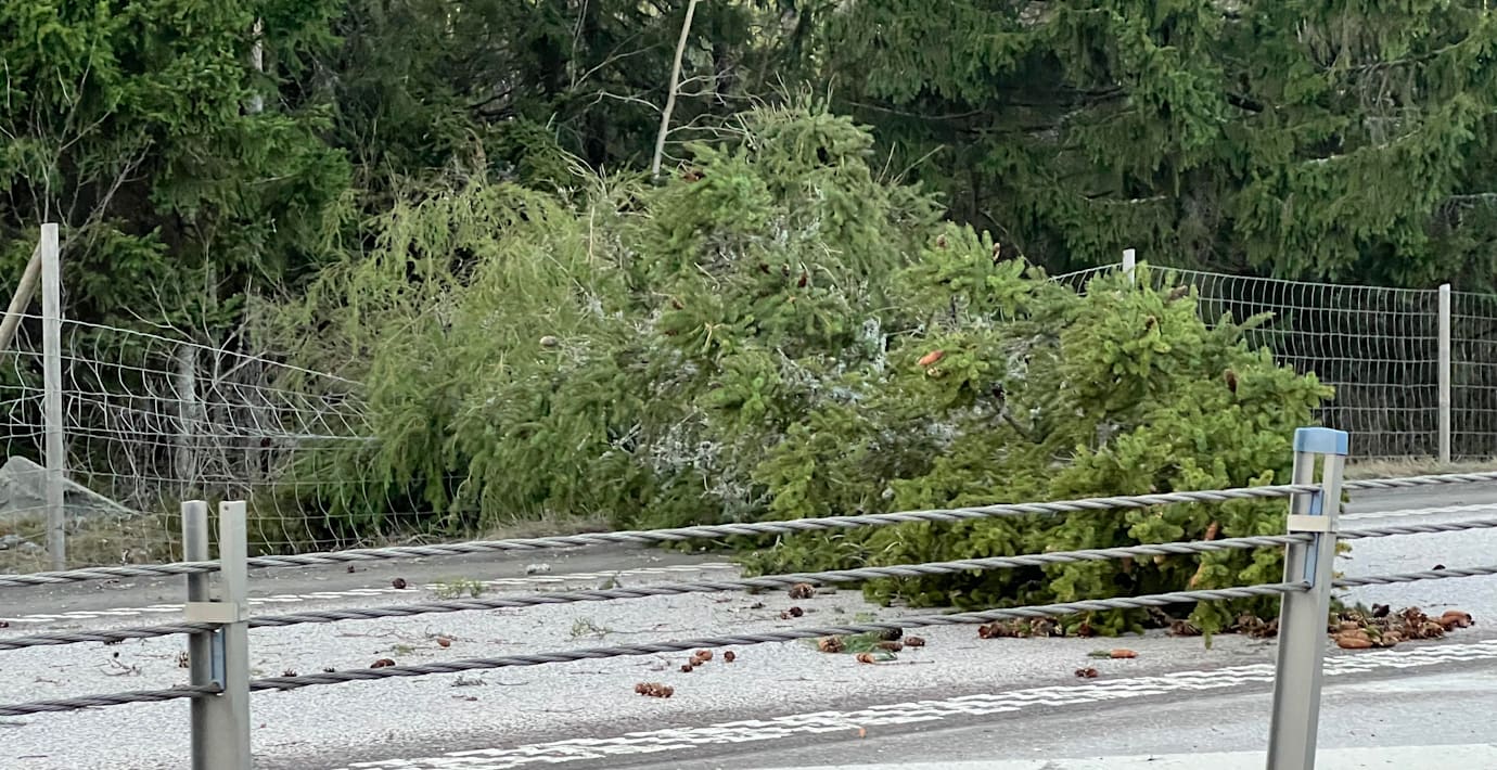 Två män döda – fick fallande träd över sig