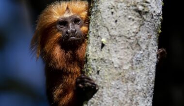 30 000 djur, elfenben och ”bushmeat” – Borås Tidning