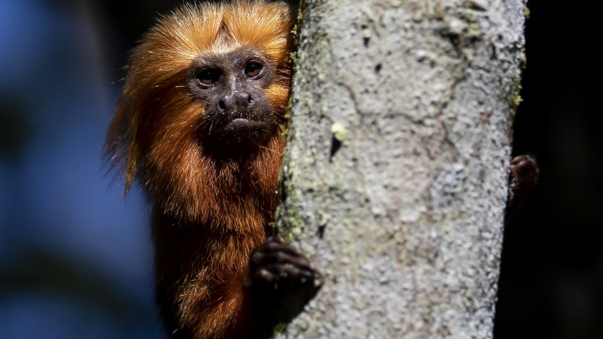 30 000 djur, elfenben och ”bushmeat” – Borås Tidning