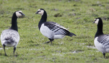 Misstänkt fågelinfluensa – jägare avlivade gäss