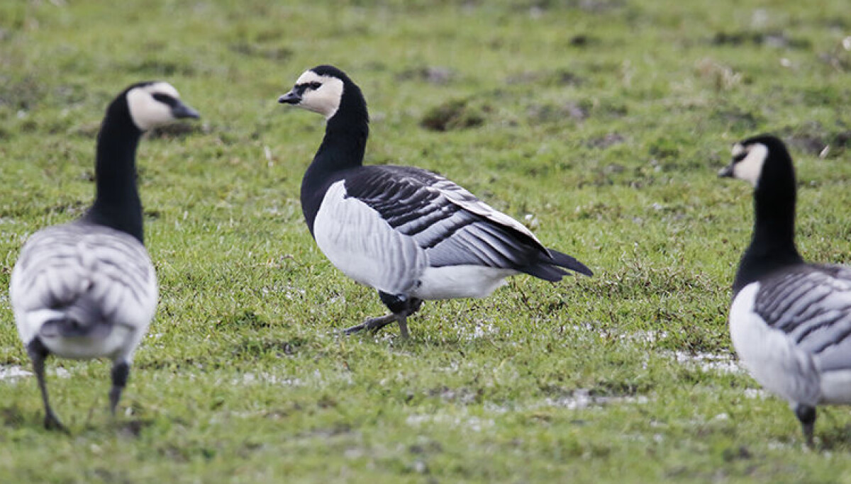 Misstänkt fågelinfluensa – jägare avlivade gäss