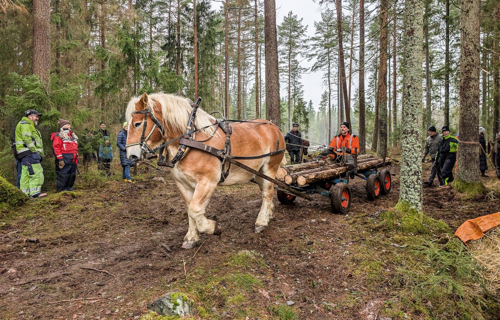 Ardennerklubben fyllde skogen med hästkrafter
