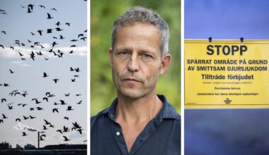 Skånegäss smittas av fågelinfluensa: ”Undvik kontakt” - Kristianstadsbladet