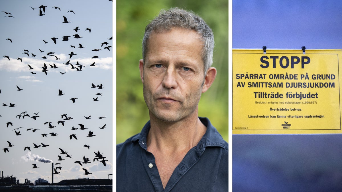 Skånegäss smittas av fågelinfluensa: ”Undvik kontakt” - Kristianstadsbladet