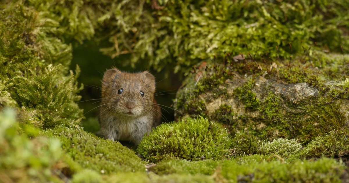 Forskare varnar för utbrott av sorkfeber