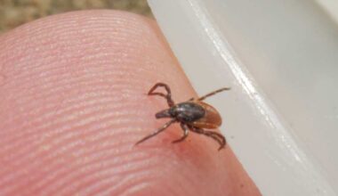 Farlig fästingsjukdom har ökat i Helsingfors | Huvudstadsregionen