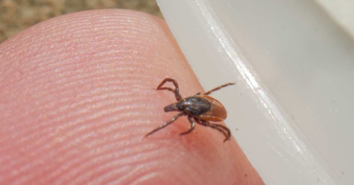 Farlig fästingsjukdom har ökat i Helsingfors | Huvudstadsregionen
