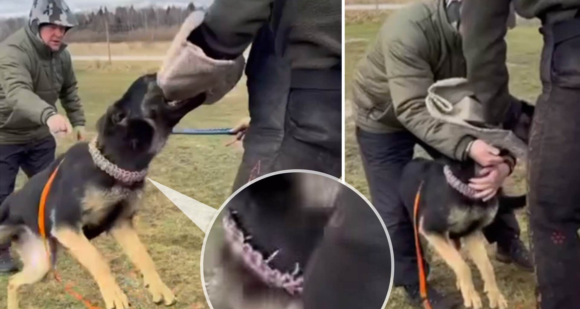 Här plågas schäfern av försvarets hundexpert