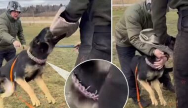 Här plågas schäfern av försvarets hundexpert