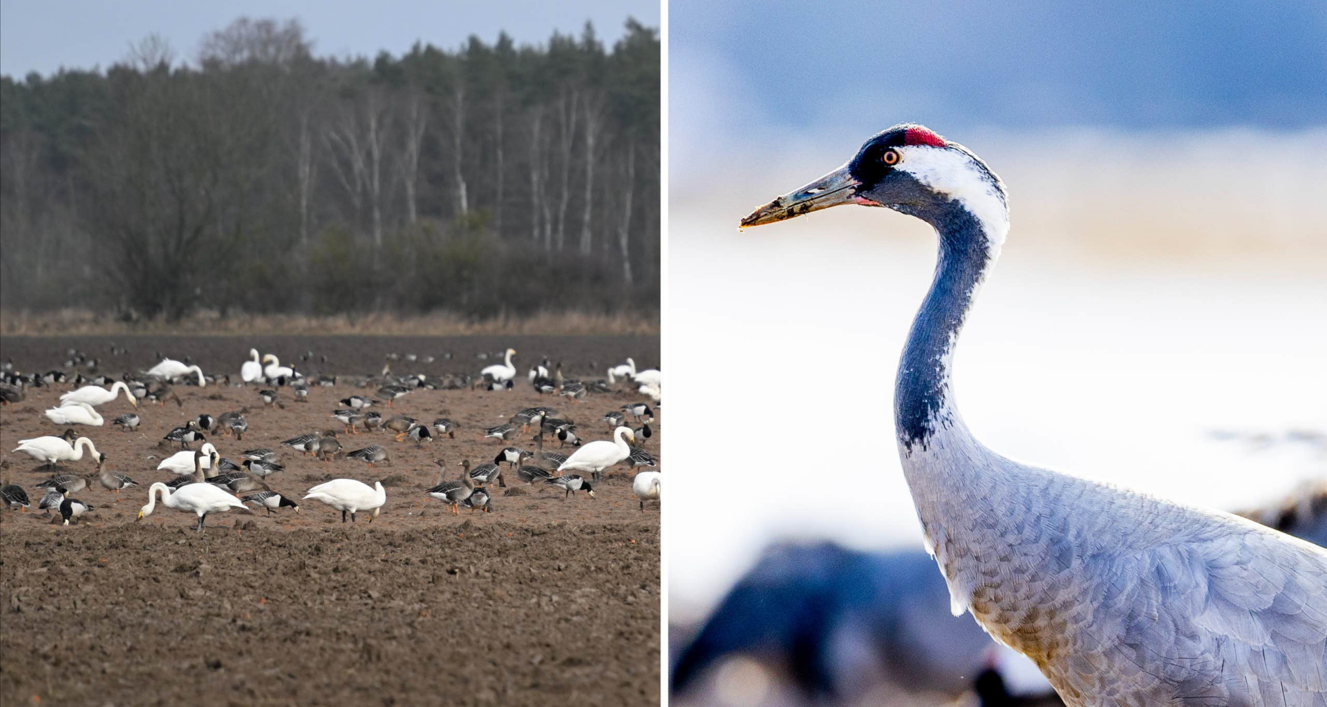 Larm om aggressiv fågelinfluensa i södra Sverige