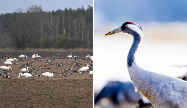 Larm om aggressiv fågelinfluensa i södra Sverige