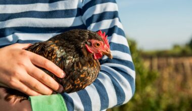 Så skyddar du dina höns mot fågelinfluensa