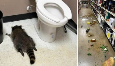 Tvättbjörn stal sprit – däckade på butikens toalettgolv