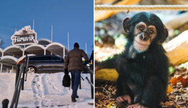 Schimpanserna lämnar Furuvik – flyttar till Skottland