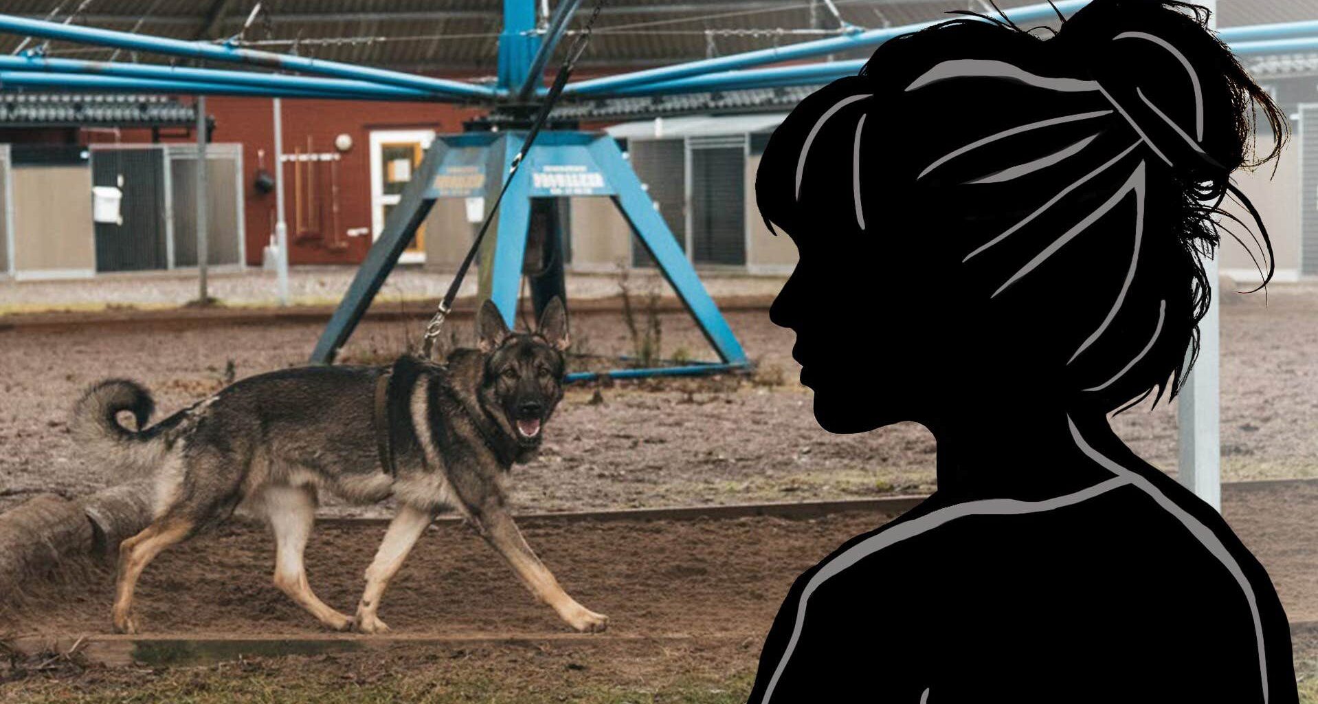 Hundar blev slagna i magen med kängor • ”Grät”