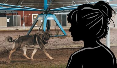 Hundar blev slagna i magen med kängor • ”Grät”