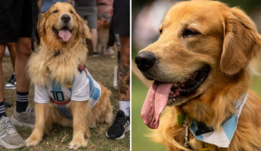 Argentina sätter världsrekord med 2 397 golden retrievers