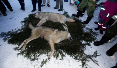 Ett magiskt möte i skogen med en hotad art – Borås Tidning