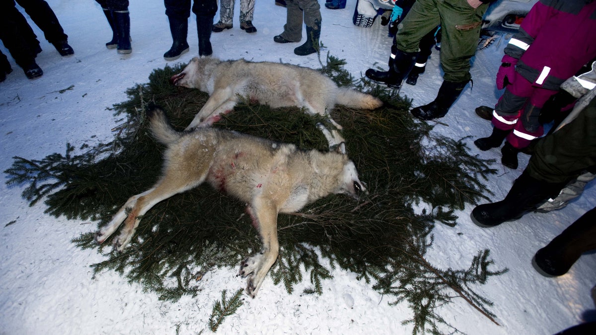 Ett magiskt möte i skogen med en hotad art – Borås Tidning