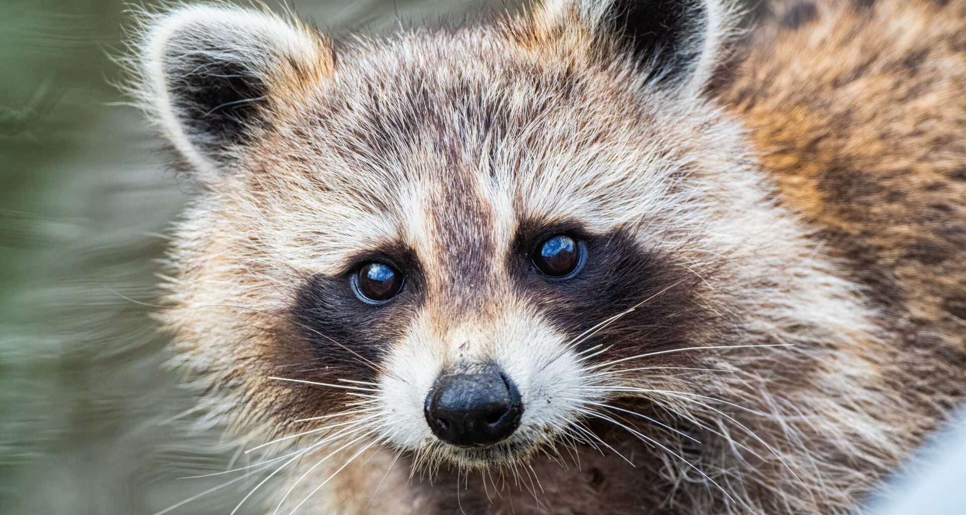 Tvättbjörn Ljungsbro – invasiv art måste avlivas enligt lag