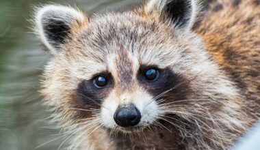 Tvättbjörn Ljungsbro – invasiv art måste avlivas enligt lag