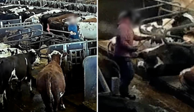 Insats mot Arlagård efter djurplågeriet