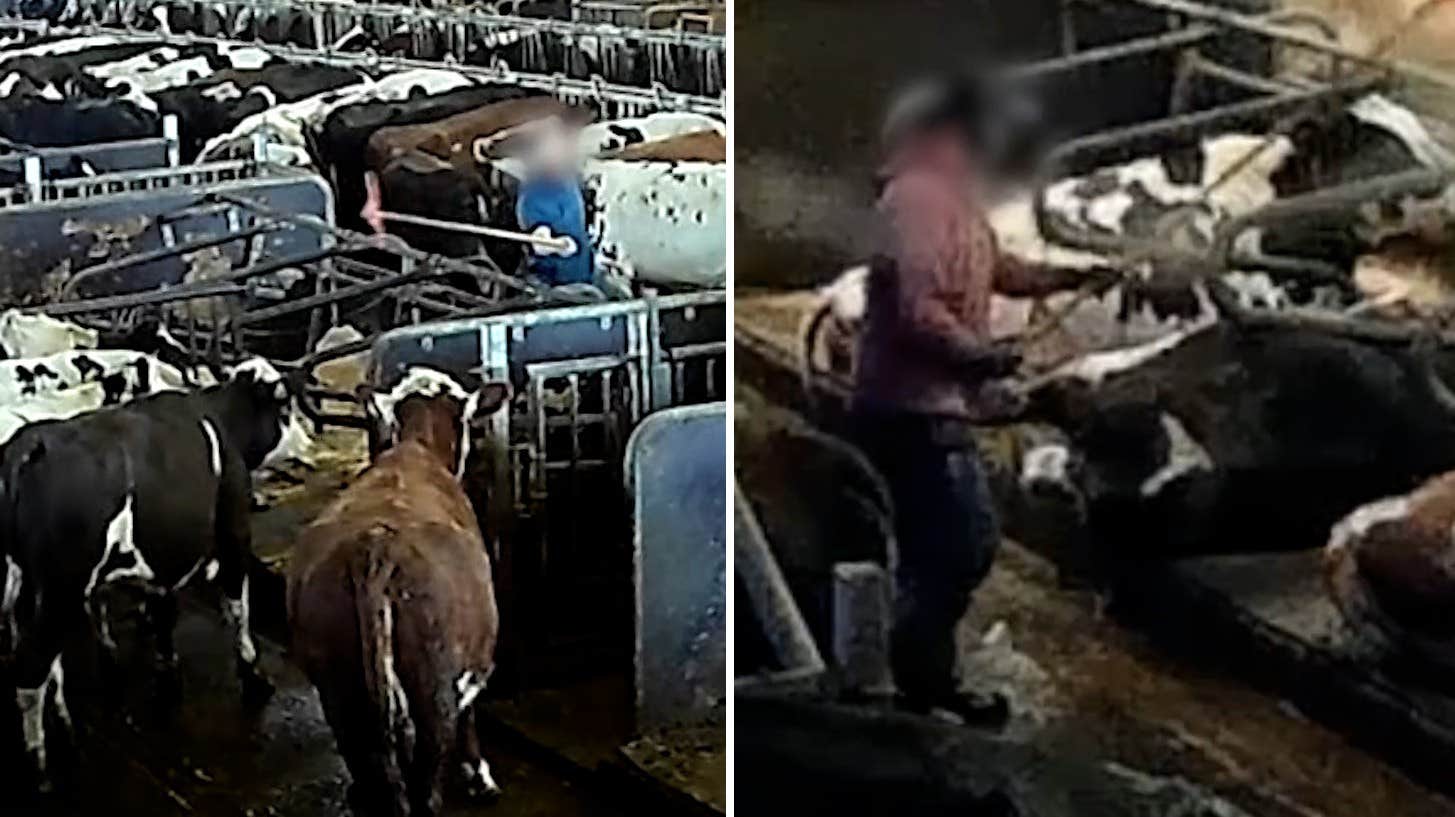 Insats mot Arlagård efter djurplågeriet