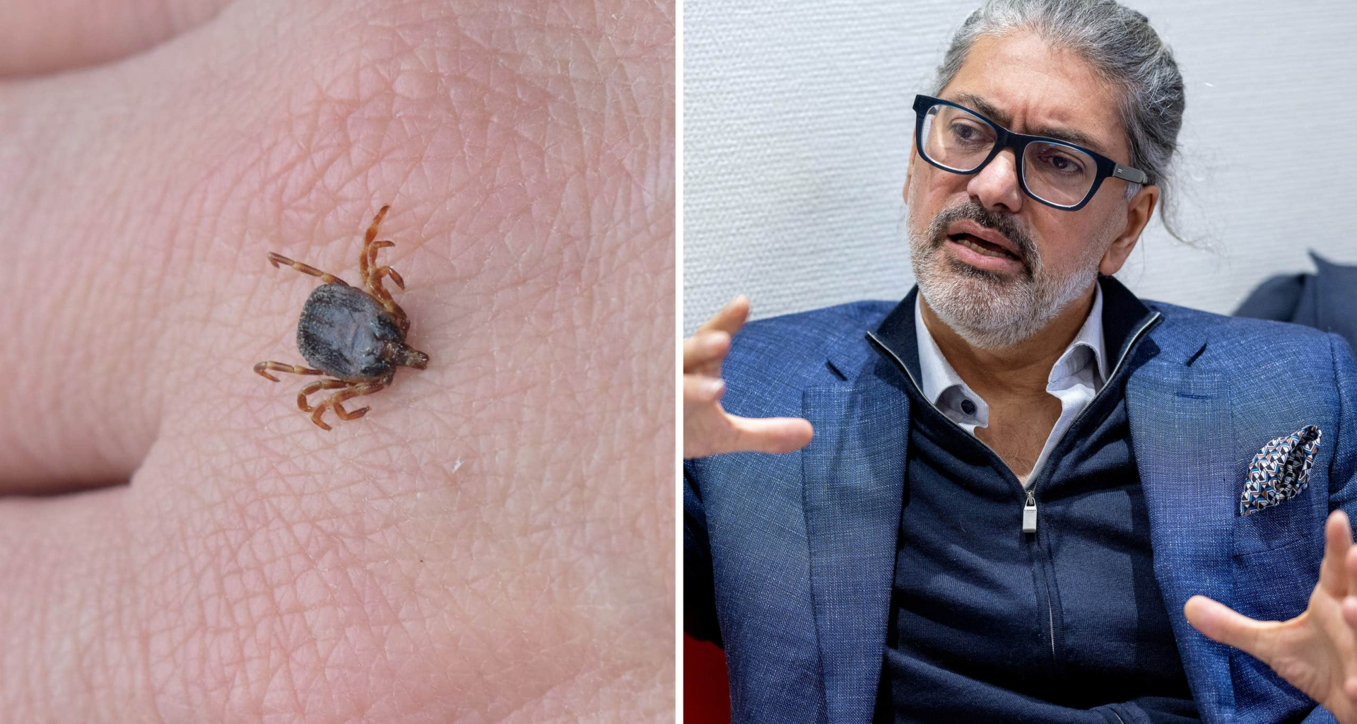 Jägarfästingen kan bära på blödarfeber sprids i Europa