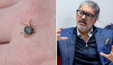 Jägarfästingen kan bära på blödarfeber sprids i Europa